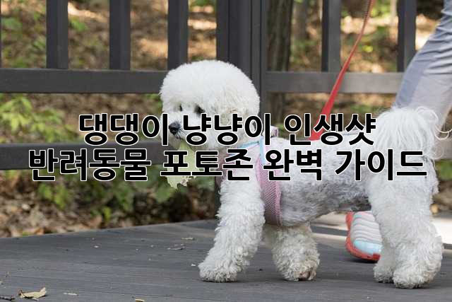 댕댕이 냥냥이 인생샷! 반려동물 포토존 완벽 가이드🐶🐱