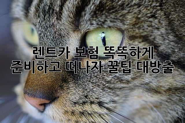 🚗 렌트카 보험, 똑똑하게 준비하고 떠나자! 꿀팁 대방출 🍯
